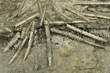 Pennsylvanian Fossil Urchin and Crinoid Plate - Texas #283706-2